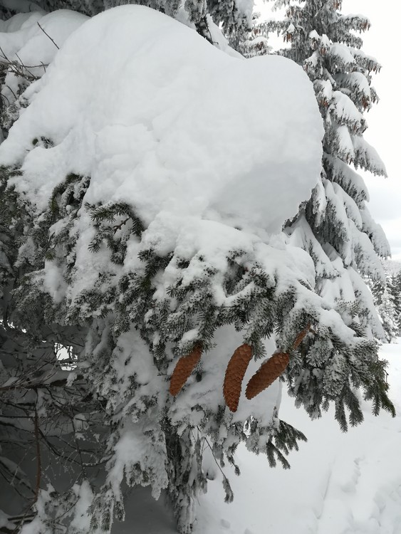 Náhled obrázku: IMG_20210322_125010.jpg