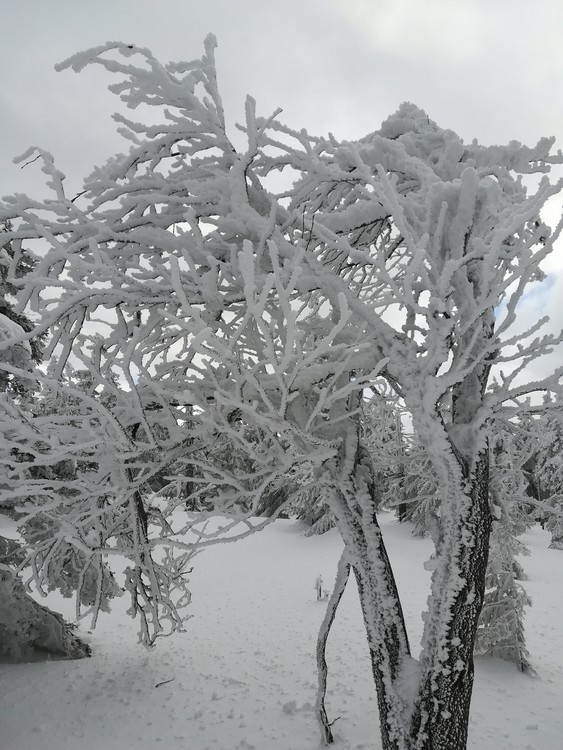 Náhled obrázku: IMG_20210322_135254.jpg