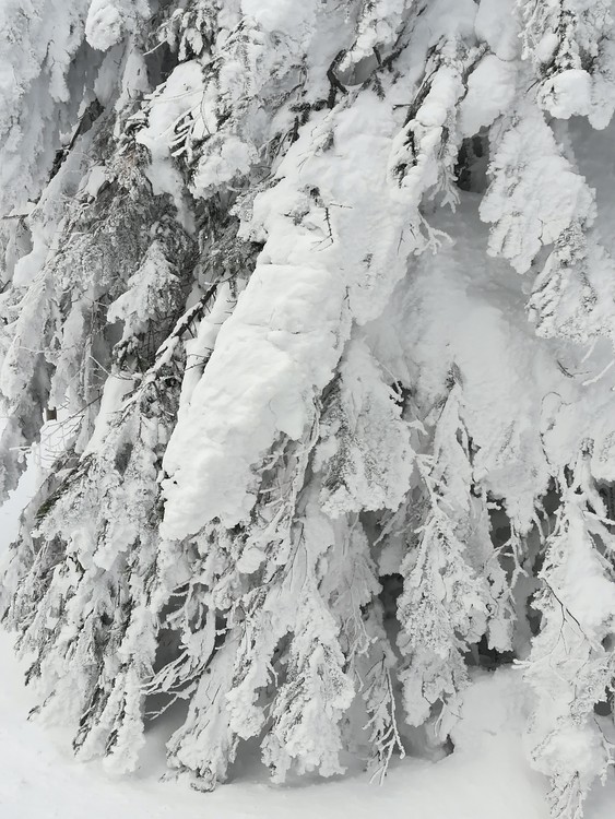 Náhled obrázku: IMG_20210322_141302.jpg