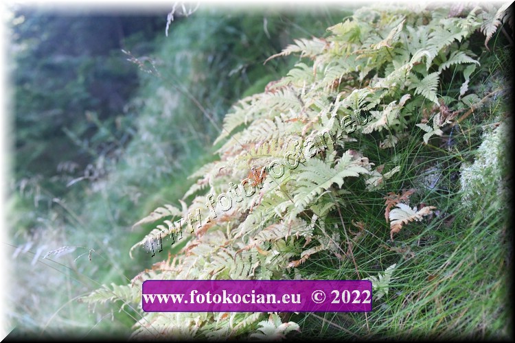 Náhled obrázku: 2022-1926-JasnkeLazne-.JPG