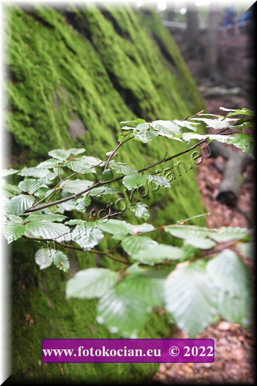 Náhled obrázku: 2022-2737-Sudety-.JPG