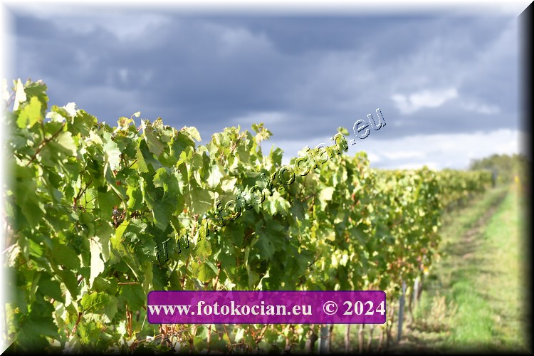 Náhled obrázku: 2024-2080-Valtice-.JPG