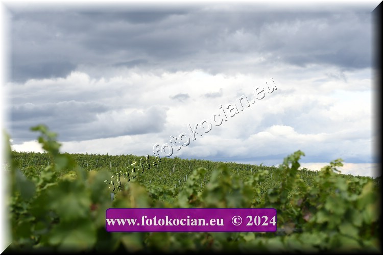 Náhled obrázku: 2024-2081-Valtice-.JPG