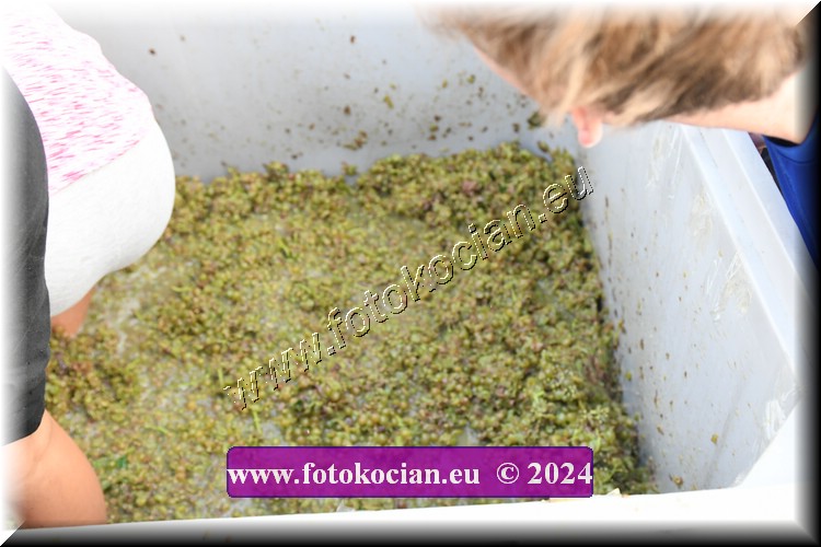 Náhled obrázku: 2024-2115-Valtice-.JPG