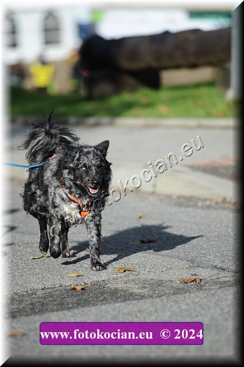 Náhled obrázku: 2024-11987-Bedrichov-.JPG