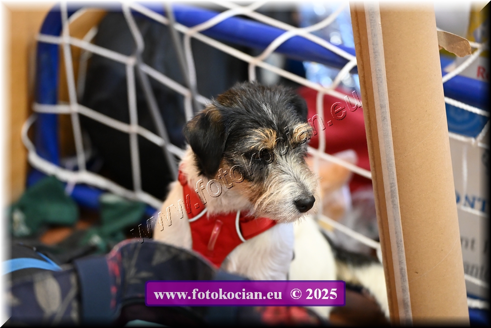 Náhled obrázku: 2025-5021-Celadna-.JPG