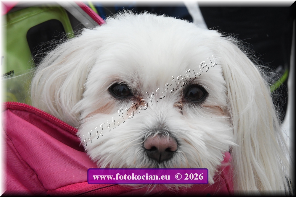 Náhled obrázku: 2026-1603-Orlicky-nedele-.JPG