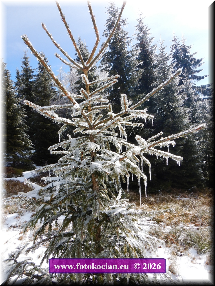 Náhled obrázku: DSCN2105.JPG