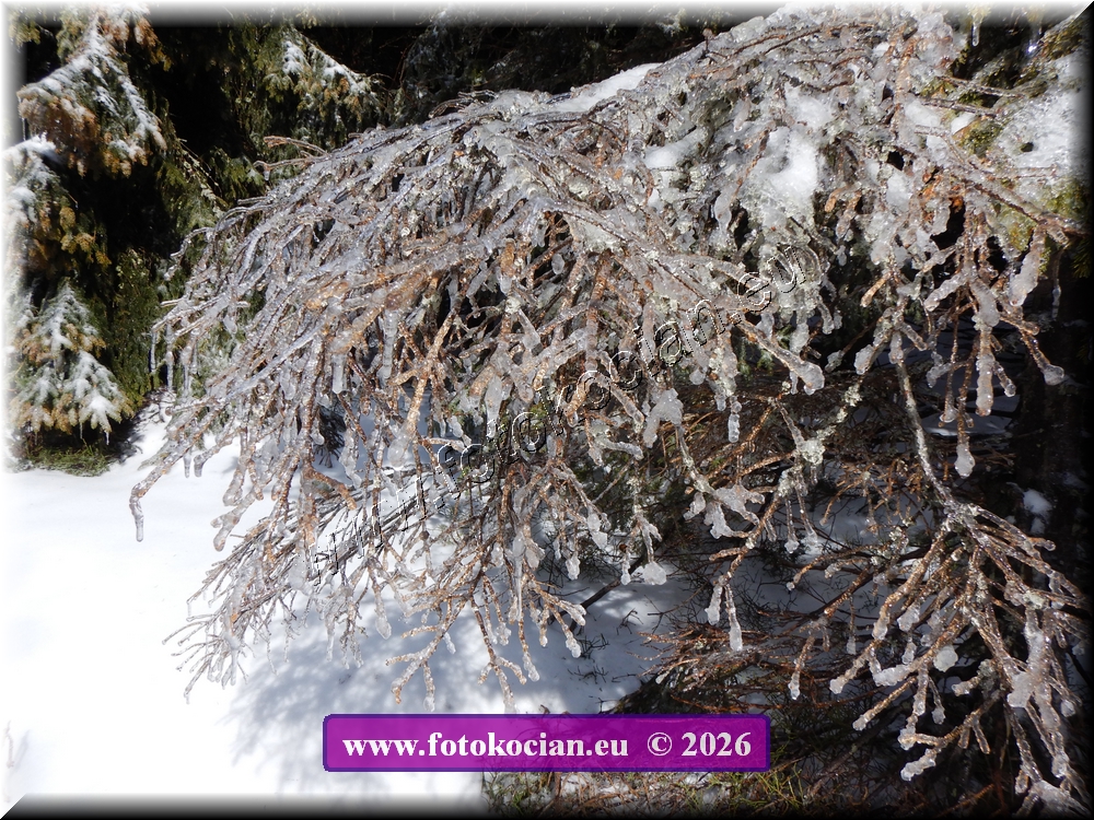 Náhled obrázku: DSCN2107.JPG