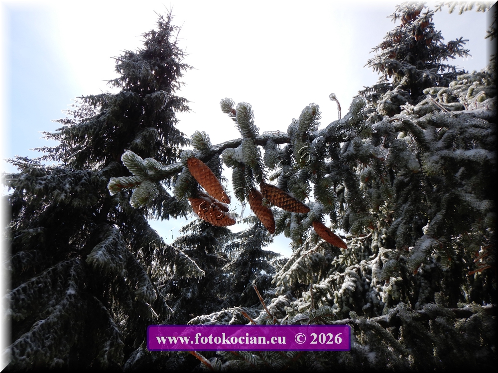 Náhled obrázku: DSCN2109.JPG