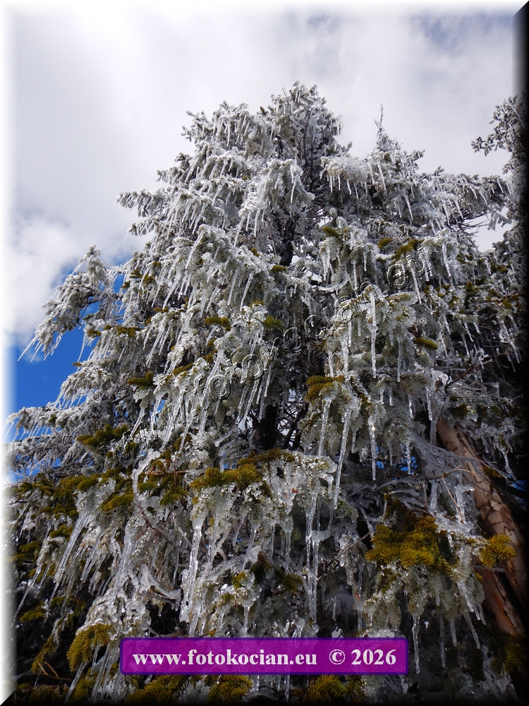 Náhled obrázku: DSCN2264.JPG